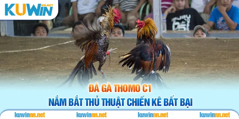 Đá Gà Thomo C1 - Nắm Bắt Thủ Thuật Chiến Kê Bất Bại