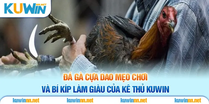 Đá Gà Cựa Dao Mẹo Chơi Và Bí Kíp Làm Giàu Của Kê Thủ Kuwin