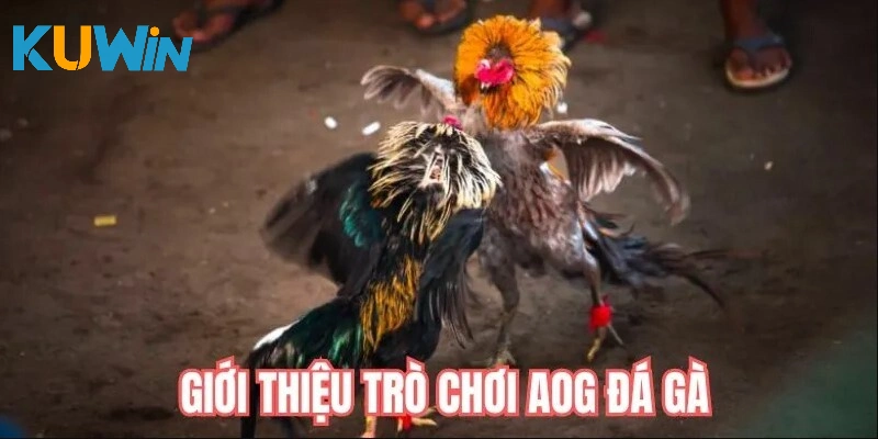 AOG Đá Gà trực tiếp nhiều kèo thơm