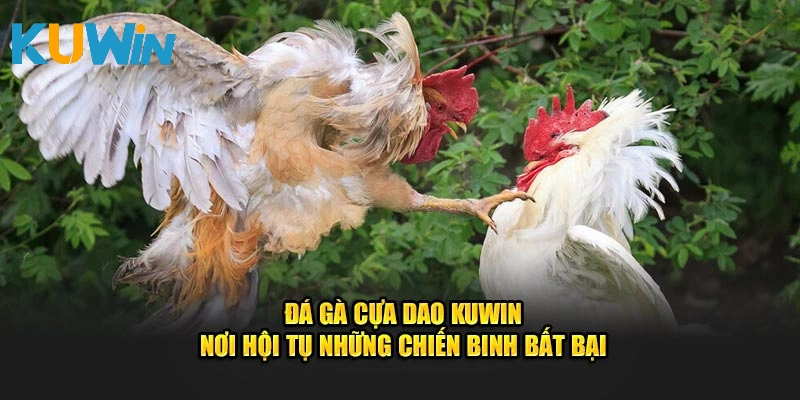 Đá gà cựa dao nơi hội tụ chiến binh bất bại