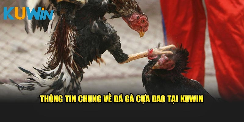 Thông tin chung về đá gà cựa dao tại KUWIN